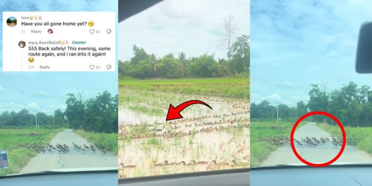 Thousands Of Ducks Cause Massive Traffic Jam And Amuse Thai Commuters