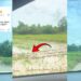 Thousands Of Ducks Cause Massive Traffic Jam And Amuse Thai Commuters