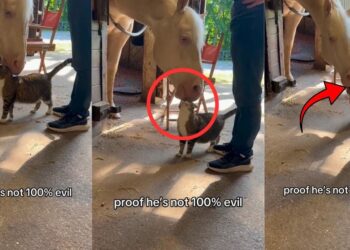 Sweet Tiny Cat And Giant Horse Show Complete Trust Instead Of Fighting Each Other