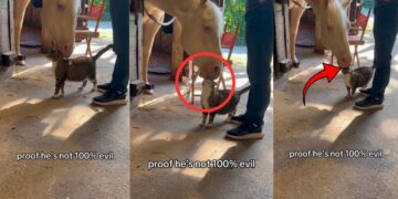 Sweet Tiny Cat And Giant Horse Show Complete Trust Instead Of Fighting Each Other