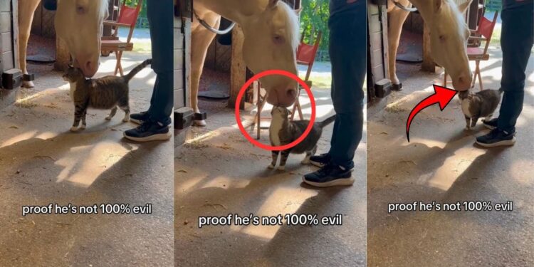 Sweet Tiny Cat And Giant Horse Show Complete Trust Instead Of Fighting Each Other