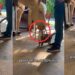 Sweet Tiny Cat And Giant Horse Show Complete Trust Instead Of Fighting Each Other