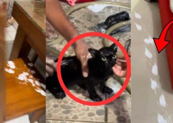 Mischievous Cat Leaves Paint Prints Everywhere Before Facing Unexpected Bath