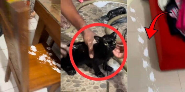 Mischievous Cat Leaves Paint Prints Everywhere Before Facing Unexpected Bath