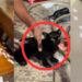 Mischievous Cat Leaves Paint Prints Everywhere Before Facing Unexpected Bath