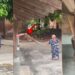 Two Grandmas Fight Like Action Stars In A Backyard Battle But Never Land One Hit