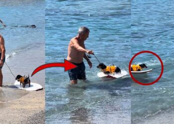 Every Dog’s Dream: Tiny Dachshund Enjoys A Surf Adventure With His Owner At The Beach