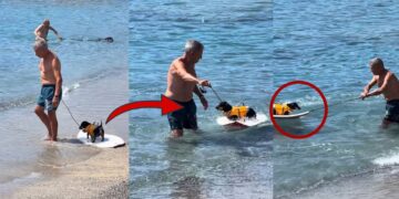 Every Dog’s Dream: Tiny Dachshund Enjoys A Surf Adventure With His Owner At The Beach