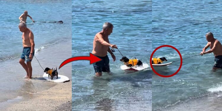 Every Dog’s Dream: Tiny Dachshund Enjoys A Surf Adventure With His Owner At The Beach