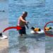 Every Dog’s Dream: Tiny Dachshund Enjoys A Surf Adventure With His Owner At The Beach