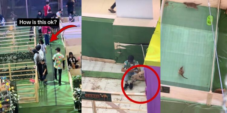 Heartbreaking Scenes at JB Mall Indoor Petting Zoo Prompt Animal Welfare Concerns