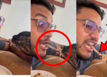 Man and Cat Refuse to Share Leftovers in Chaotic Dinner Battle