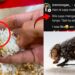 Unlucky Customer Gets Free Deep Fried Fly Extra Protein With Ayam Gepuk