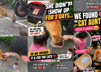 “One Person. Dozens Of Cats.”: Community Reunites With Long-Time Stray Cat Caregiver