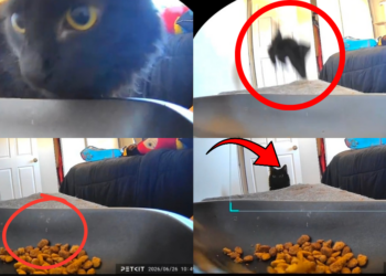The Cat Flew And Abandoned Lunch Totally Because It Was Scared Of The Automatic Feeder