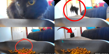 The Cat Flew And Abandoned Lunch Totally Because It Was Scared Of The Automatic Feeder