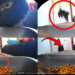 The Cat Flew And Abandoned Lunch Totally Because It Was Scared Of The Automatic Feeder
