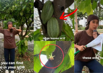 Singaporean Creator Reveals How Chocolate Grows On Cacao Trees In Educational Video