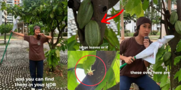 Singaporean Creator Reveals How Chocolate Grows On Cacao Trees In Educational Video