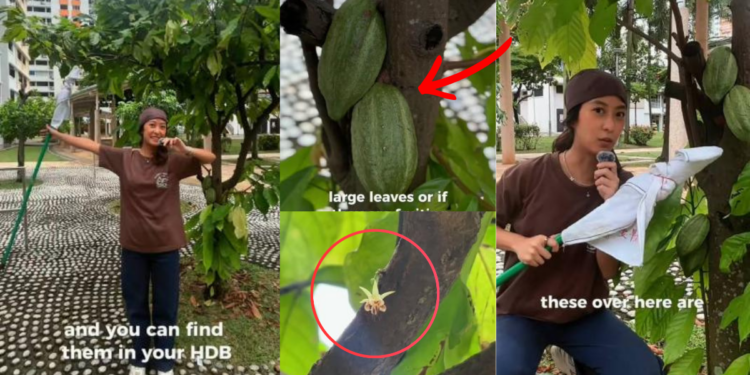 Singaporean Creator Reveals How Chocolate Grows On Cacao Trees In Educational Video