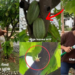 Singaporean Creator Reveals How Chocolate Grows On Cacao Trees In Educational Video