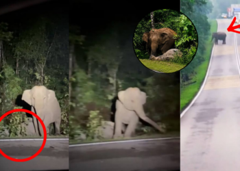 Malaysia Mother Elephant Refuses To Leave Dead Calf After Tragic Road Crash