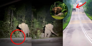 Malaysia Mother Elephant Refuses To Leave Dead Calf After Tragic Road Crash