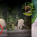Malaysia Mother Elephant Refuses To Leave Dead Calf After Tragic Road Crash