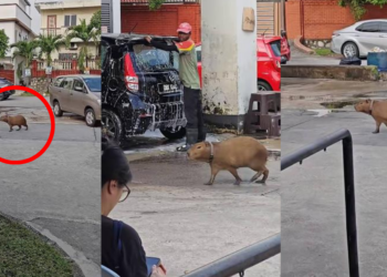 Rare Capybara Escapes Into Selayang Neighbourhood, Surprising Residents Across Streets