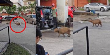 Rare Capybara Escapes Into Selayang Neighbourhood, Surprising Residents Across Streets