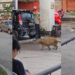 Rare Capybara Escapes Into Selayang Neighbourhood, Surprising Residents Across Streets
