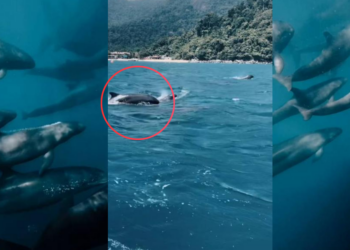 Massive Whale Group Spotted Near Tioman Island During Rare Sea Encounter