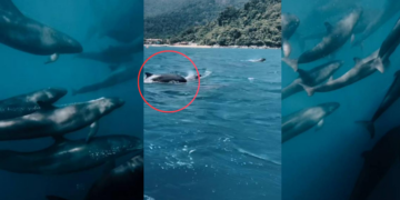 Massive Whale Group Spotted Near Tioman Island During Rare Sea Encounter