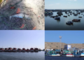 El Nino leaves Peru’s northern fishing families pleading for help as catches collapse