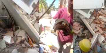 One tough shell! – Turtle freed from Venezuela rubble over ONE MONTH after deadly quakes