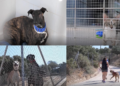 Madrid shelter fills with pets evacuated from Spain’s record wildfire