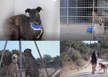 Madrid shelter fills with pets evacuated from Spain’s record wildfire