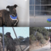 Madrid shelter fills with pets evacuated from Spain’s record wildfire