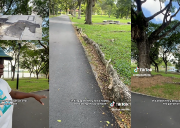 Londoner Amazed by Singapore Tree Roots That Never Crack Pavements Like London’s