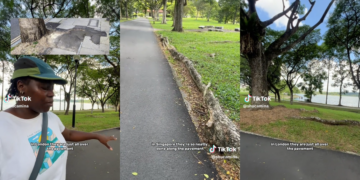 Londoner Amazed by Singapore Tree Roots That Never Crack Pavements Like London’s