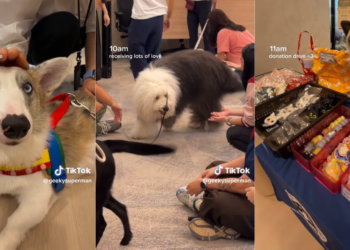 Pet Friendly Office Wins Hearts as Employees Enjoy Happier, More Relaxed Workdays Together Daily