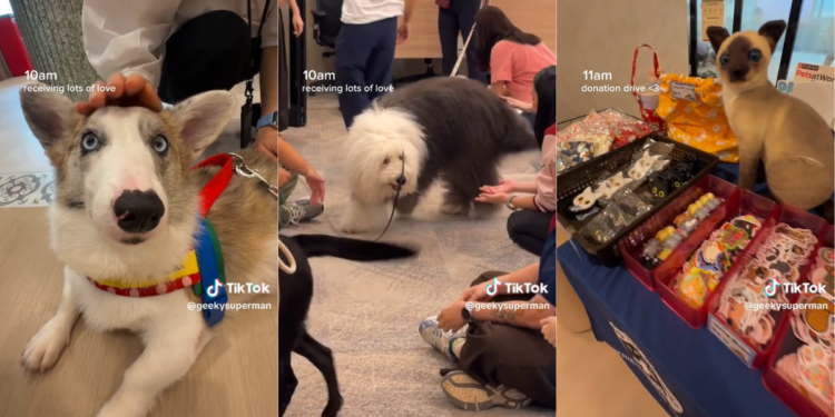 Pet Friendly Office Wins Hearts as Employees Enjoy Happier, More Relaxed Workdays Together Daily