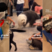 Pet Friendly Office Wins Hearts as Employees Enjoy Happier, More Relaxed Workdays Together Daily