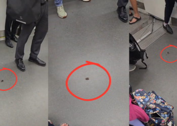 Cockroach on MRT Receives More Courtesy Than Some Priority Passengers