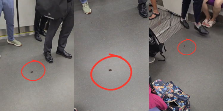 Cockroach on MRT Receives More Courtesy Than Some Priority Passengers
