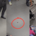 Cockroach on MRT Receives More Courtesy Than Some Priority Passengers