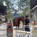 $15 Horse Riding at Gallop Stable in Singapore Offers a Fun and Unique Weekend Escape