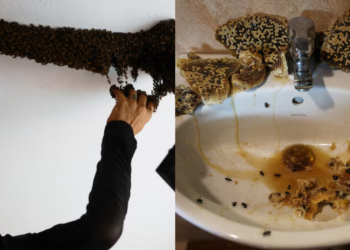 Man’s Hobby Saves 6 Mllion Bees by Relocating them to Safer Places