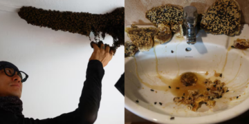 Man’s Hobby Saves 6 Mllion Bees by Relocating them to Safer Places