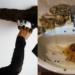 Man’s Hobby Saves 6 Mllion Bees by Relocating them to Safer Places